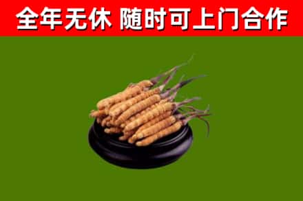 湘桥回收散虫草