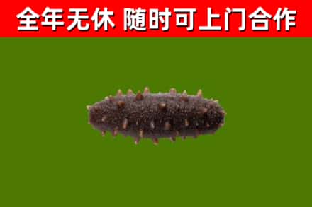 湘桥回收海参干